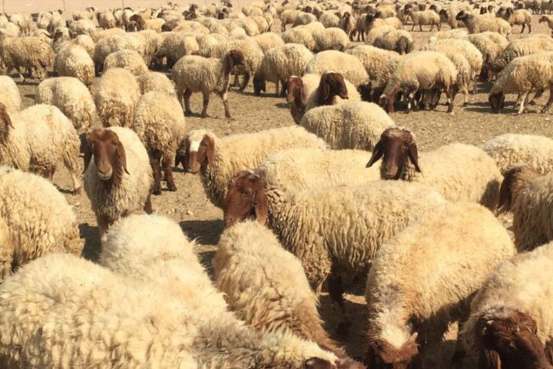 نعيمي لباني